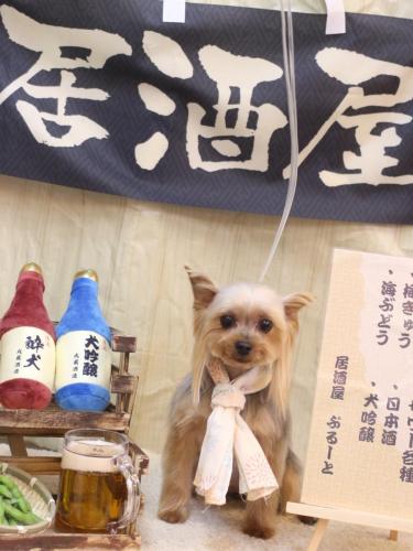 20240623くるみちゃん